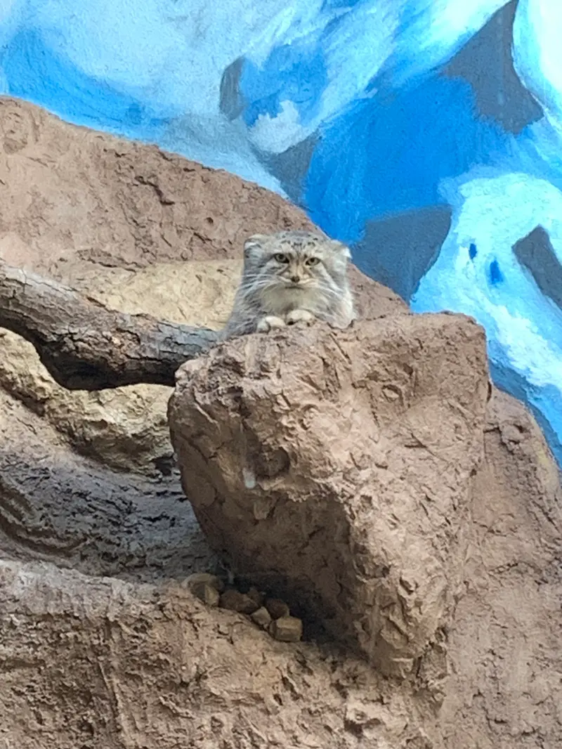 バーミングハム動物園のミーシャの写真