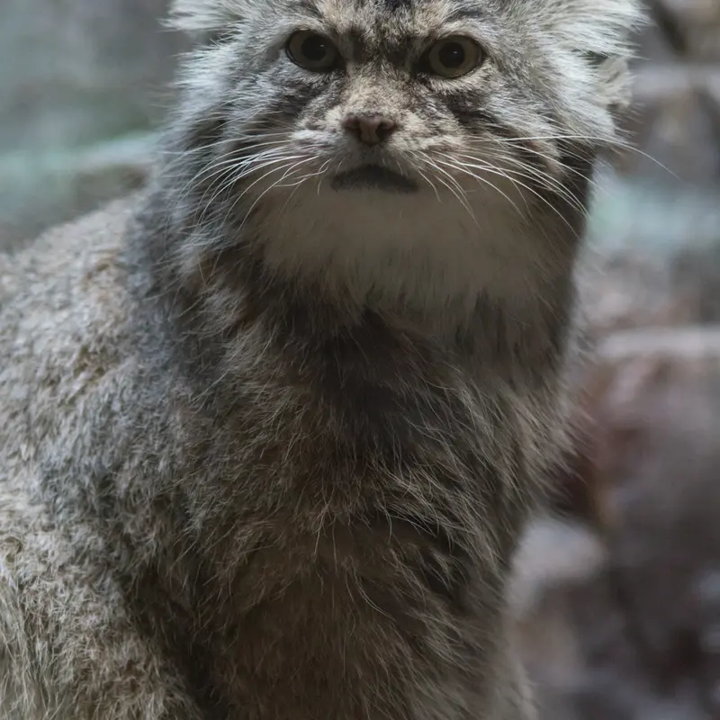 恩賜上野動物園のプリームラの写真