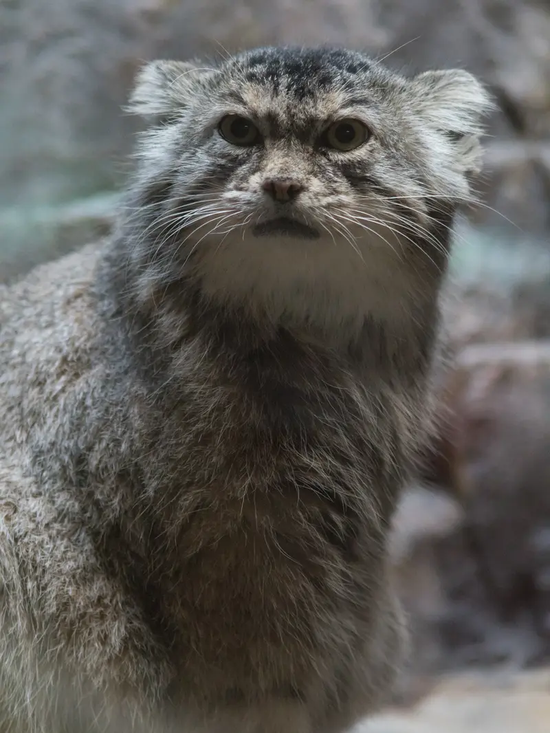恩賜上野動物園のプリームラの写真