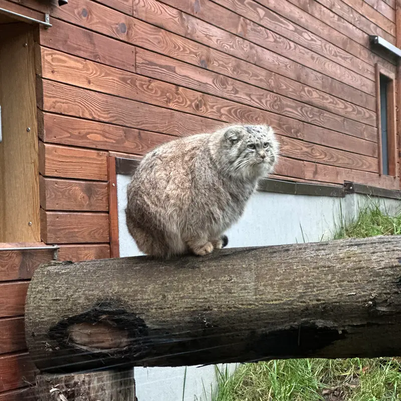 グダニスク動物園のマヌエルの写真