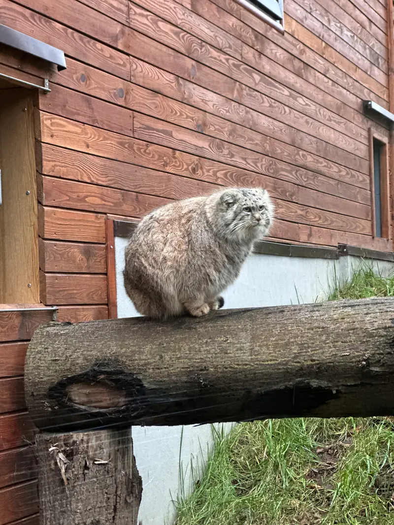 グダニスク動物園のマヌエルの写真