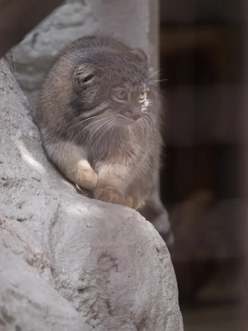 野毛山動物園のフィーガの写真