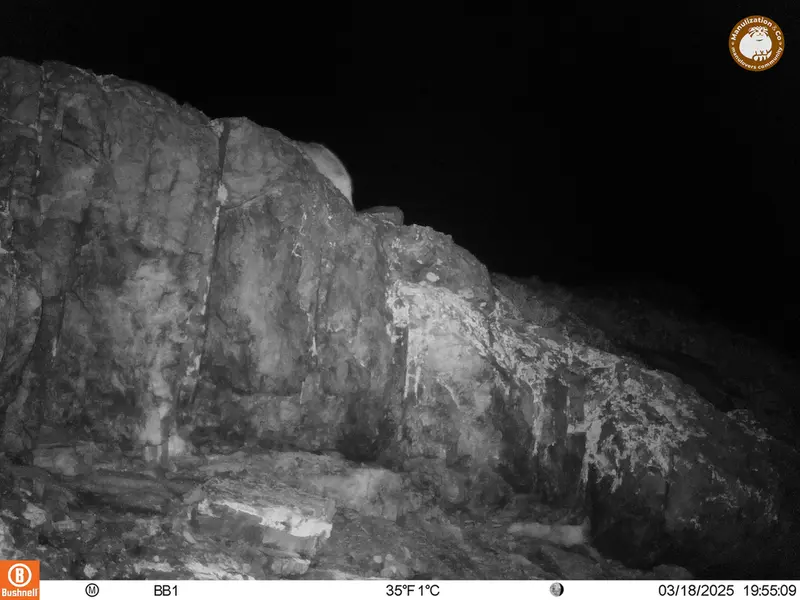 アクタス＝クンコラ［新］カメラトラップで撮影したOtocolobus manul manulの写真