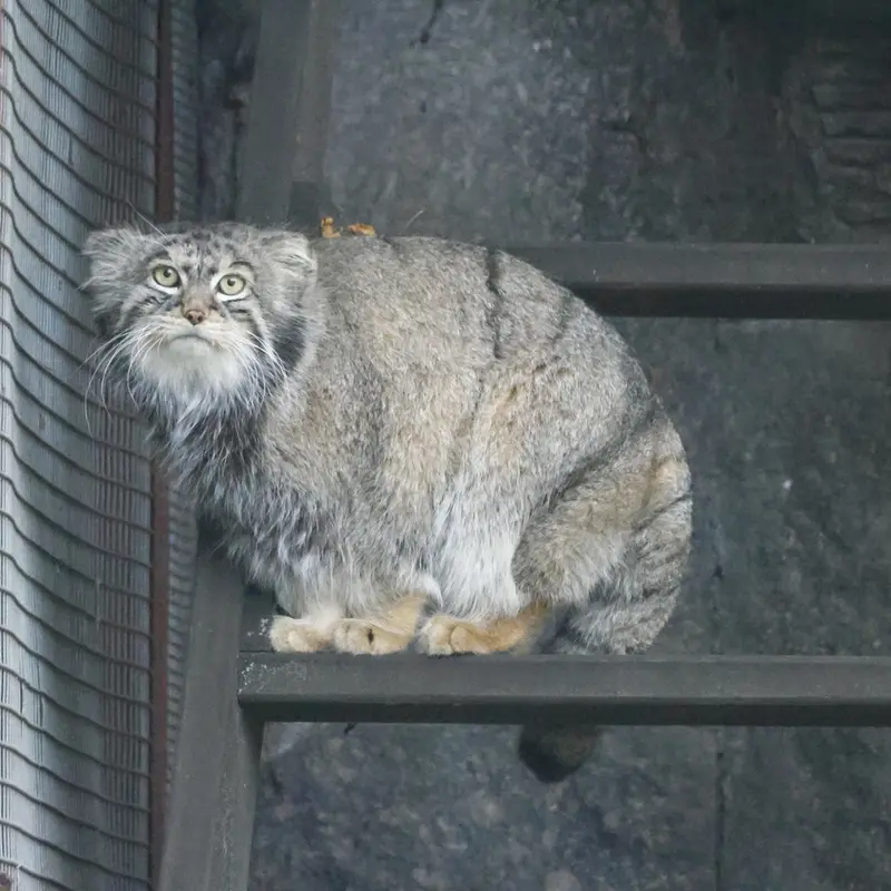 モスクワ動物園のティモフェイの写真