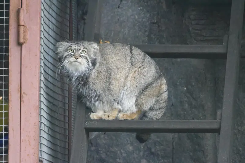 モスクワ動物園のティモフェイの写真