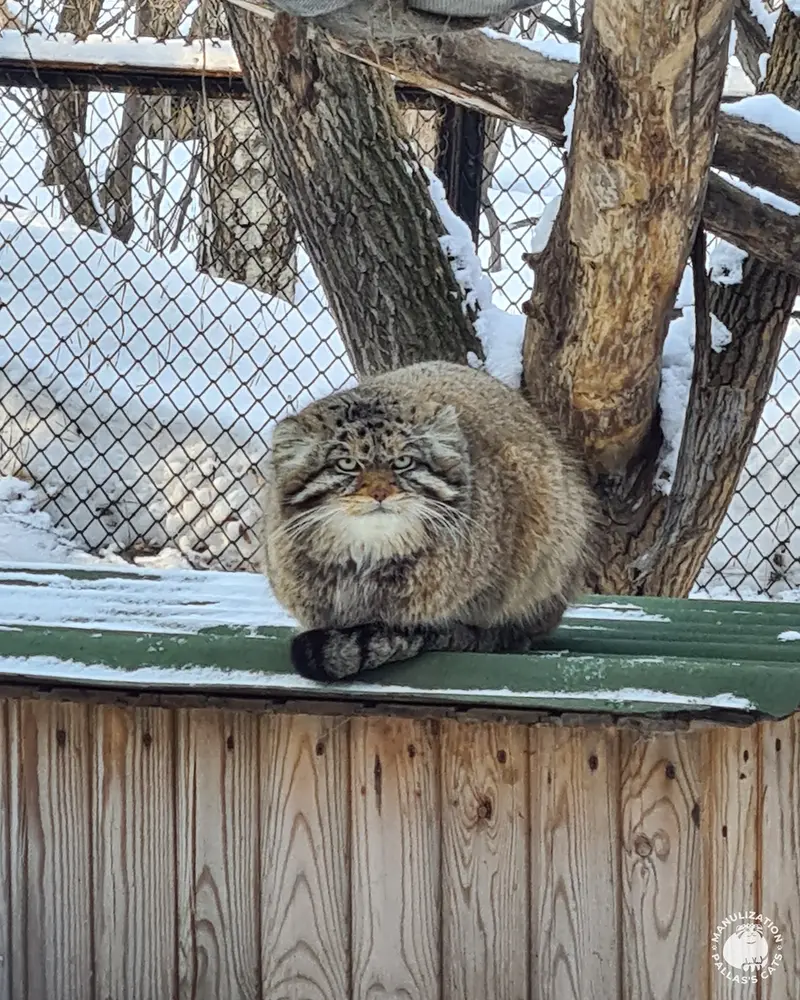 ノヴォシビルスク動物園のジョージの写真