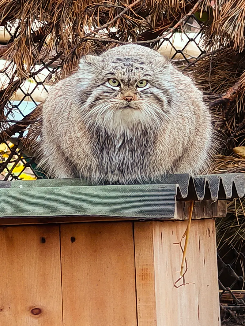 ノヴォシビルスク動物園のスネジンカの写真