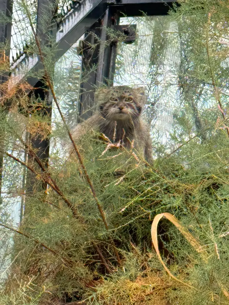 プラハ動物園のスパイの写真