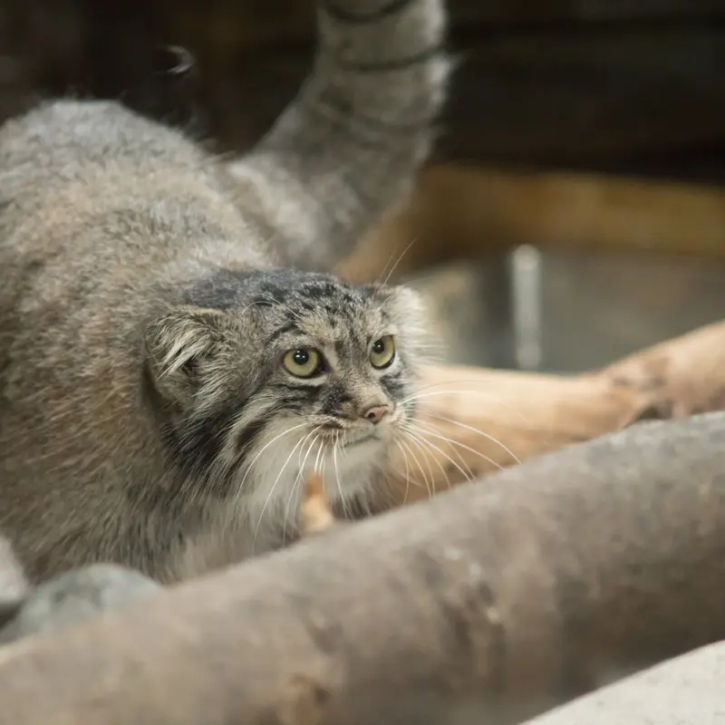 恩賜上野動物園のサフランの写真