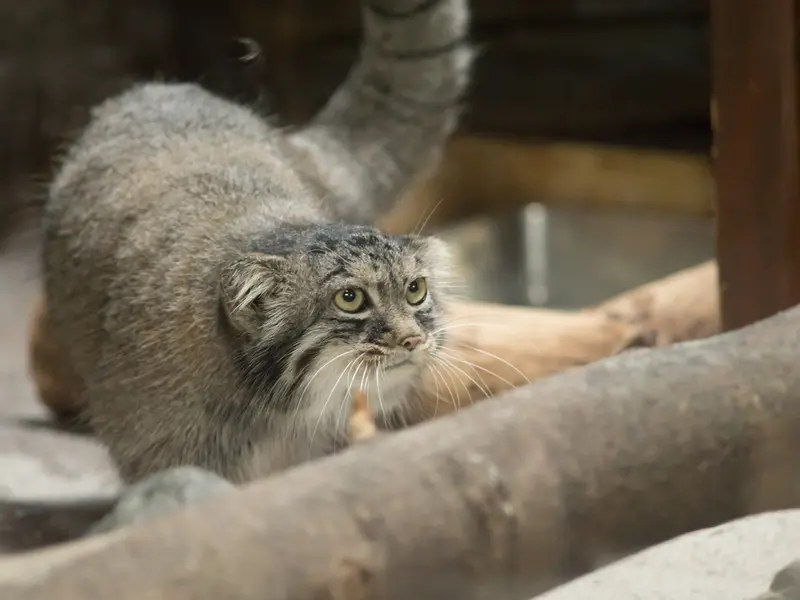 恩賜上野動物園のサフランの写真