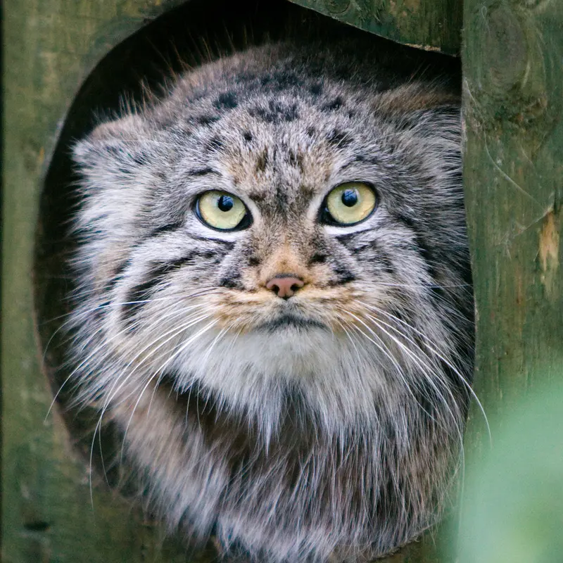 ビッグ・キャット・サンクチュアリのトゥーラの写真