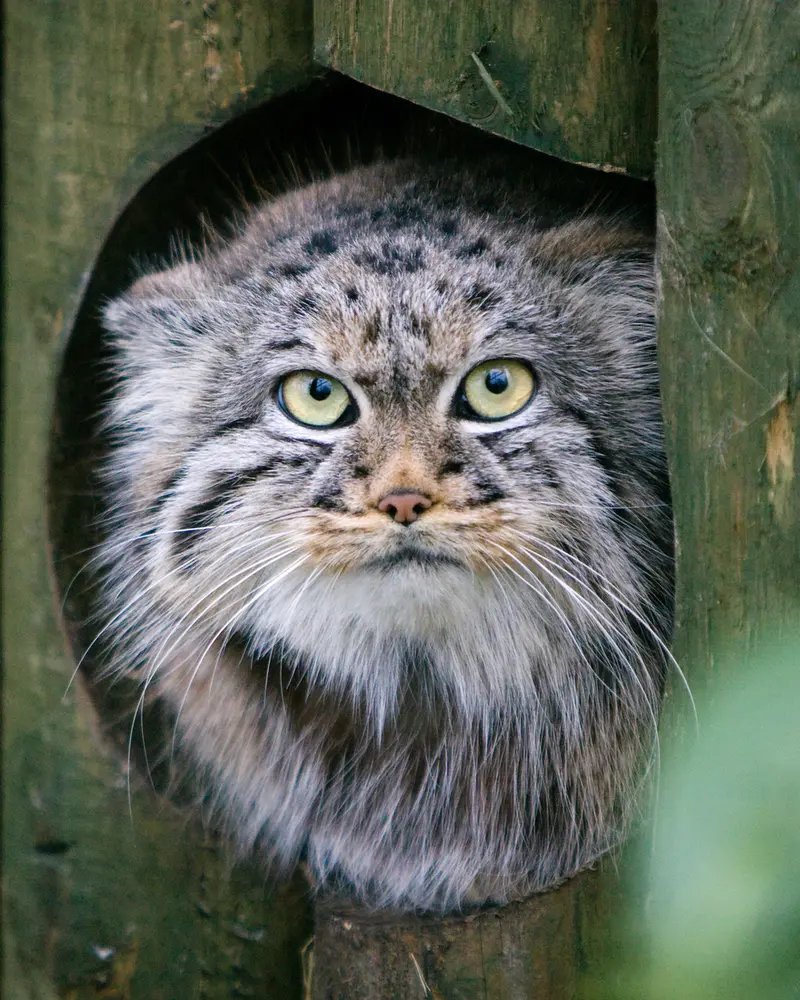 ビッグ・キャット・サンクチュアリのトゥーラの写真