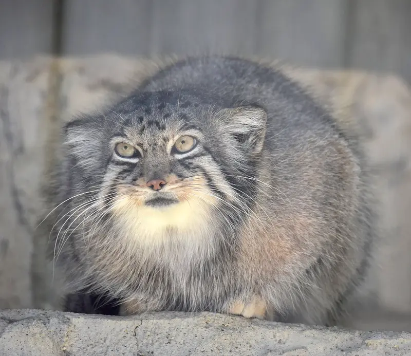 東山動植物園のハニーの写真