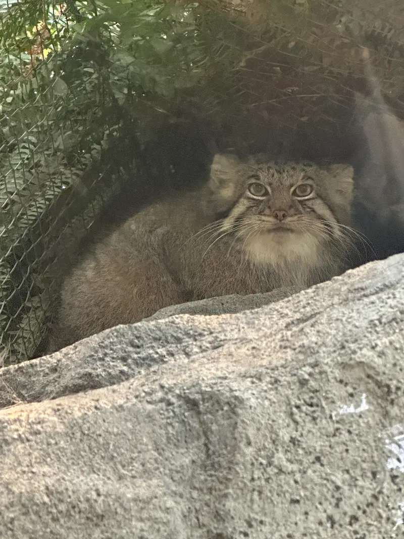 神戸どうぶつ王国のアズの写真
