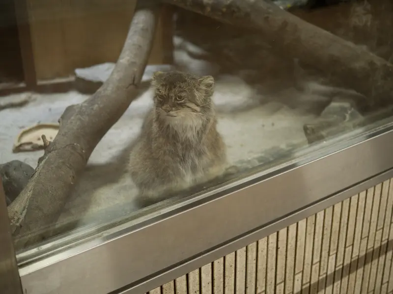 恩賜上野動物園のプリームラの写真