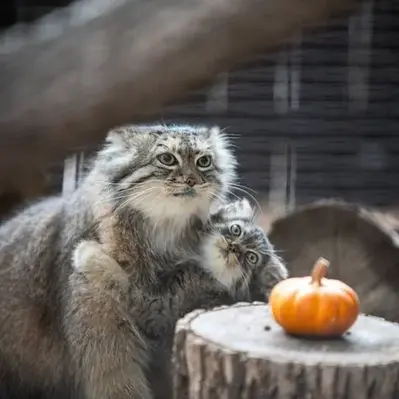 グレートプレーンズ動物園のサルヒとタシの写真