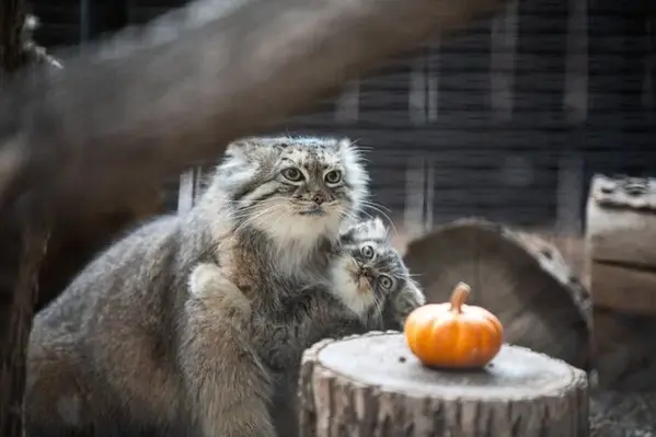 グレートプレーンズ動物園のサルヒとタシの写真