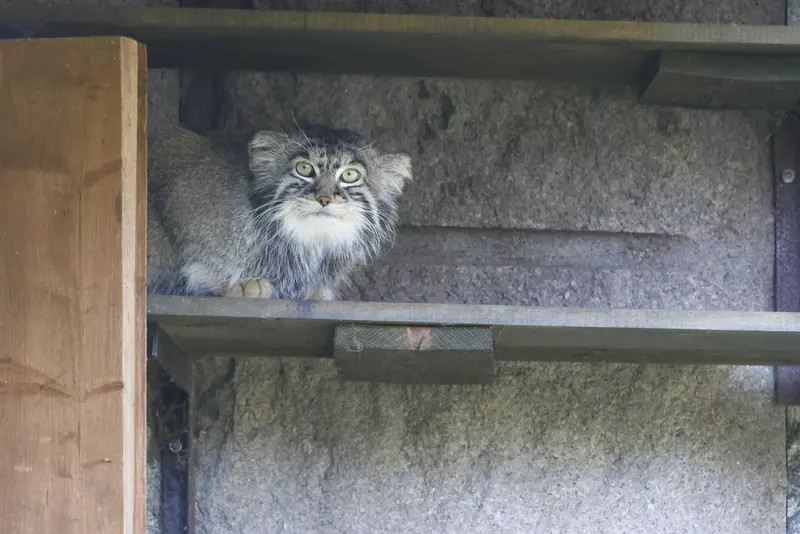 モスクワ動物園のティモフェイの写真