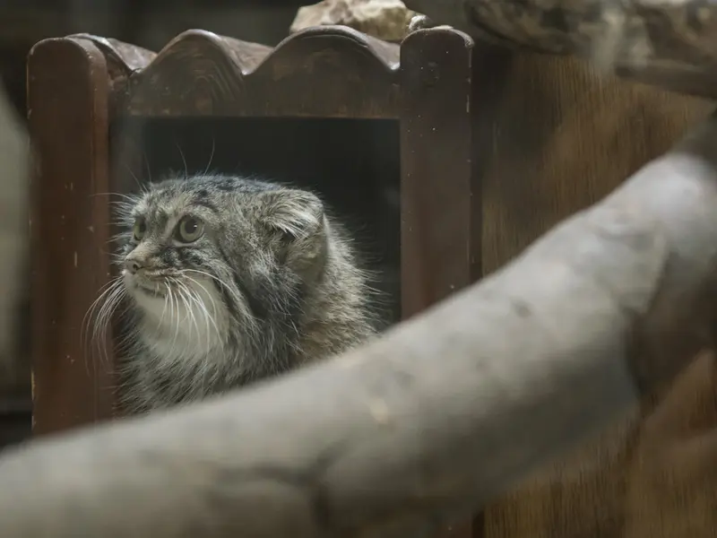恩賜上野動物園のサフランの写真