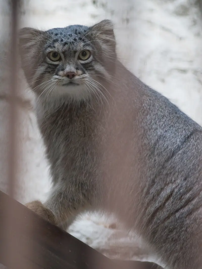野毛山動物園のフィーガの写真