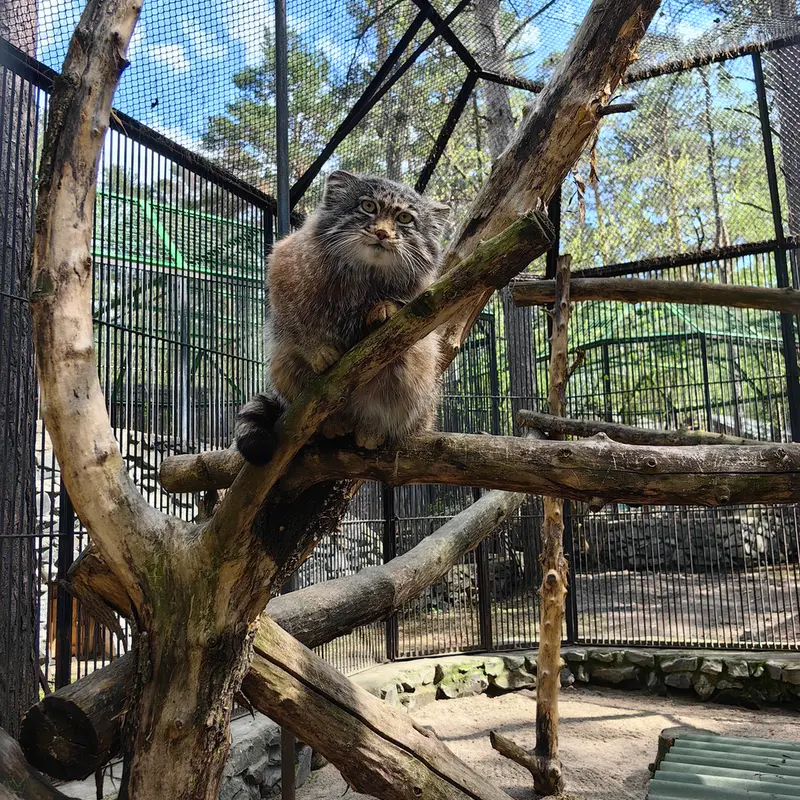 ノヴォシビルスク動物園のグレイの写真