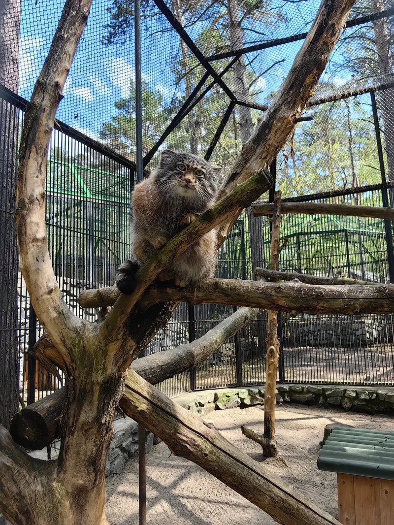 ノヴォシビルスク動物園のグレイの写真