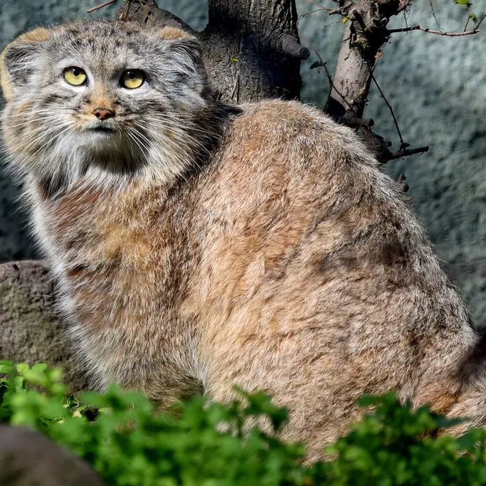 ブダペスト動物園＆植物園のルーシーの写真
