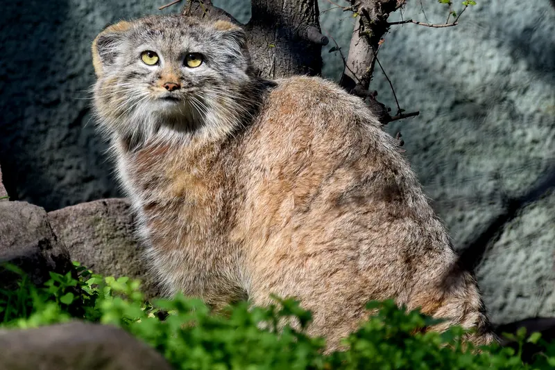 ブダペスト動物園＆植物園のルーシーの写真