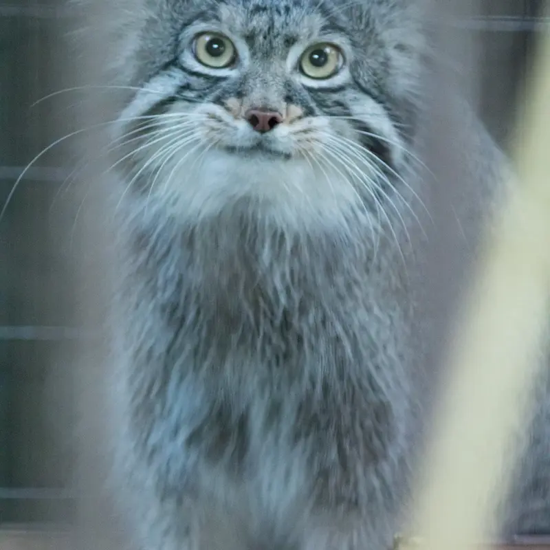 野毛山動物園のフィーガの写真