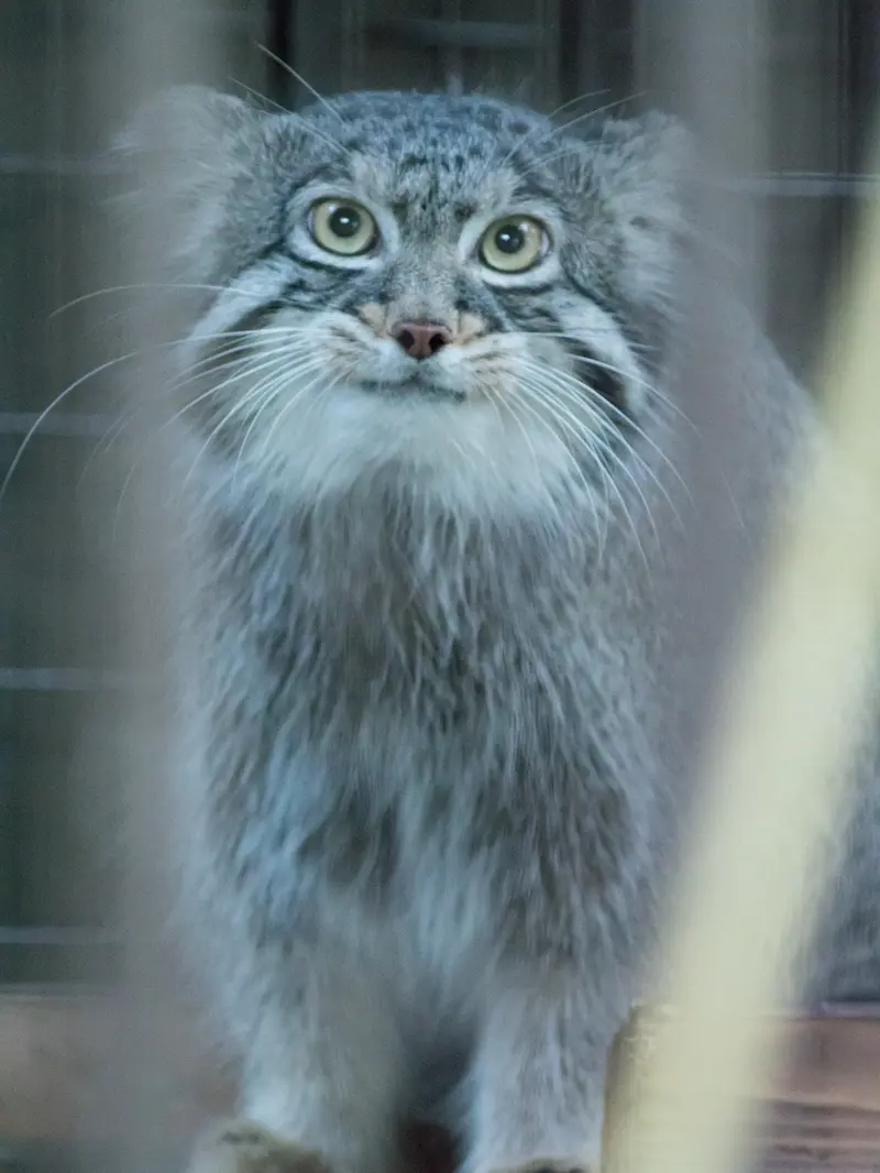 野毛山動物園のフィーガの写真