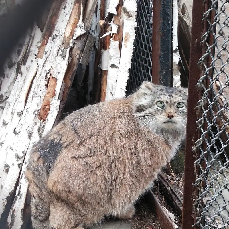 ノヴォシビルスク動物園のラストチカの写真