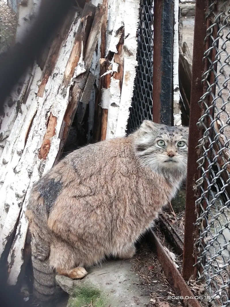 ノヴォシビルスク動物園のラストチカの写真
