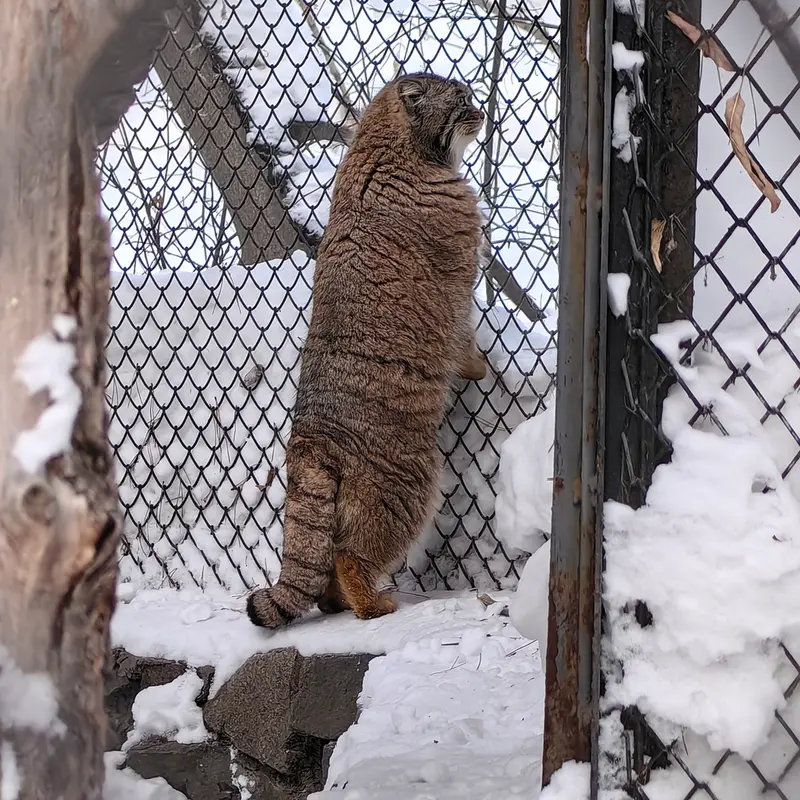 ノヴォシビルスク動物園のアチの写真
