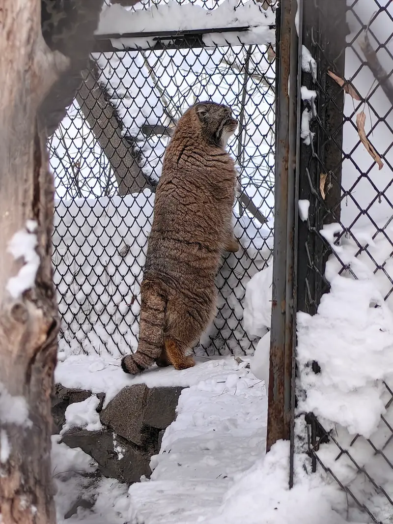 ノヴォシビルスク動物園のアチの写真