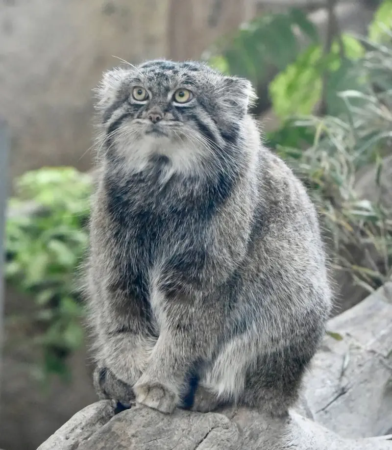 マヌルネコの写真