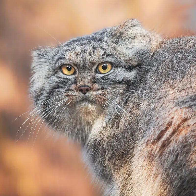 ヴロツワフ動物園のクビの写真
