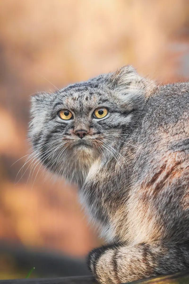 ヴロツワフ動物園のクビの写真