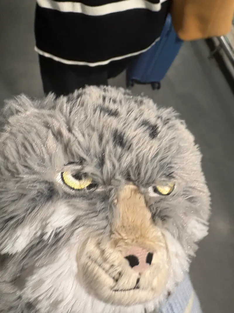 マヌルネコの写真