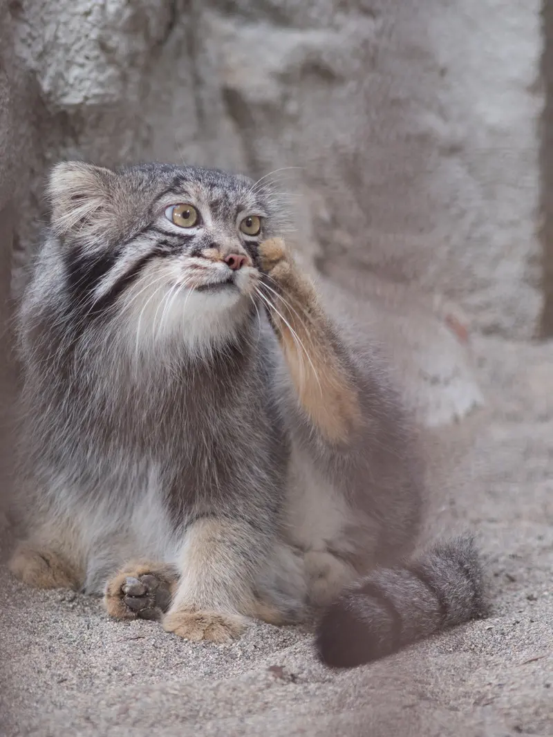 野毛山動物園のフィーガの写真