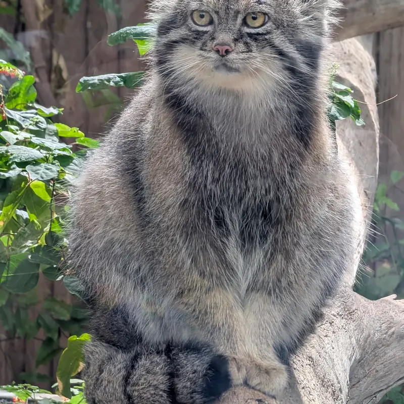 神戸どうぶつ王国のナルの写真