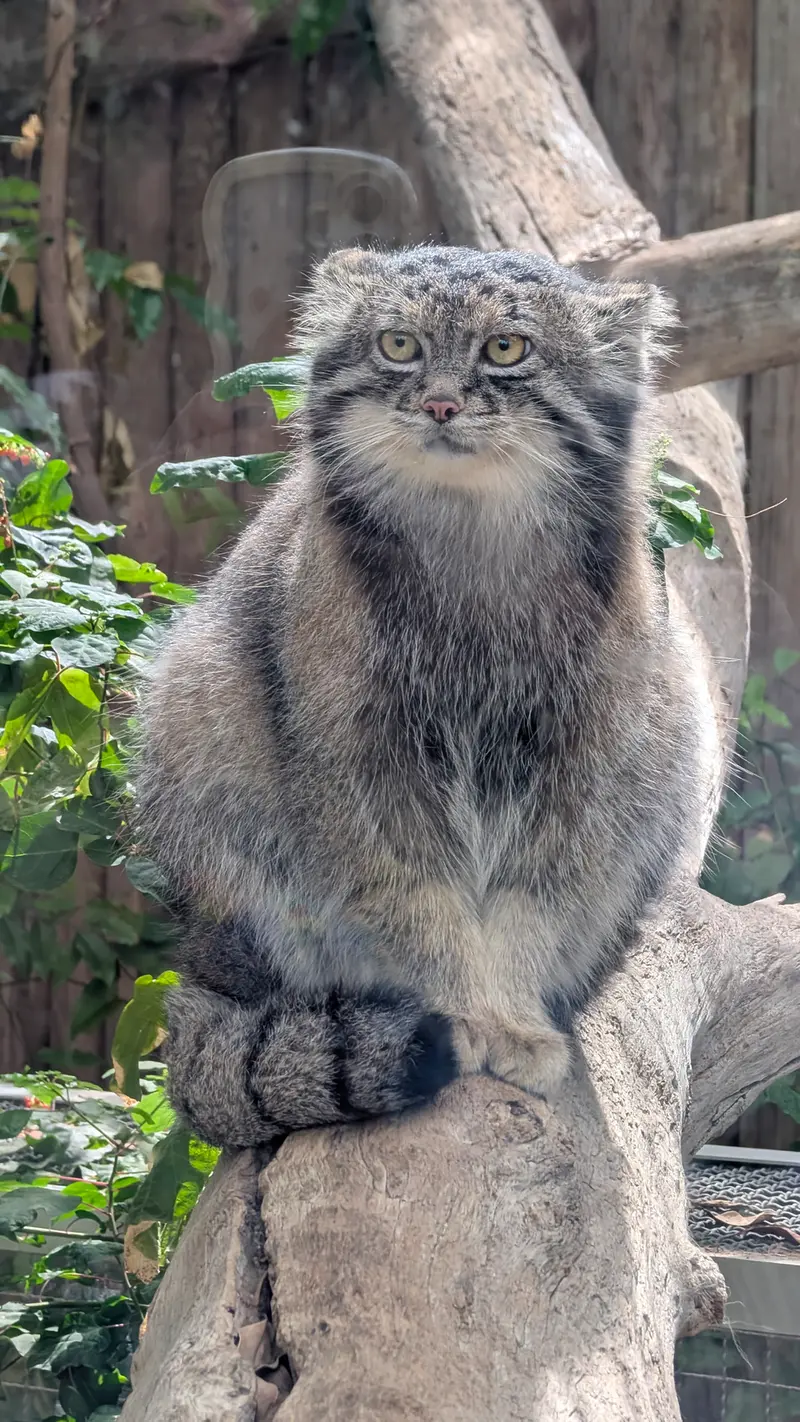 神戸どうぶつ王国のナルの写真