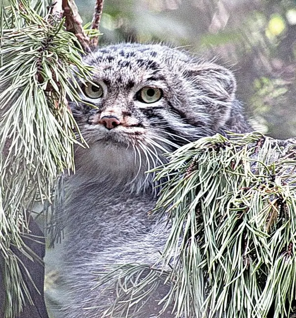 ノヴォシビルスク動物園のマヌルネコの写真
