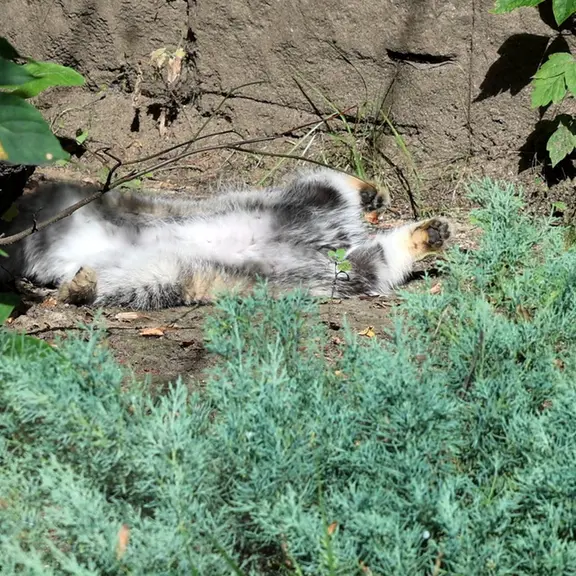 モスクワ動物園のマヌルネコの写真
