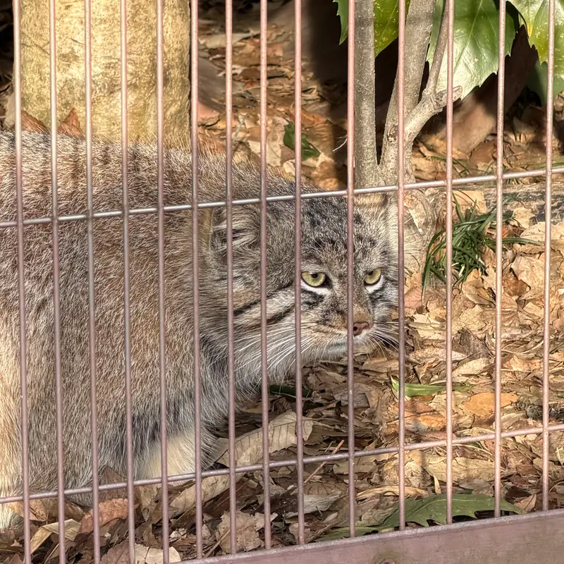 東山動植物園のマヌルネコの写真