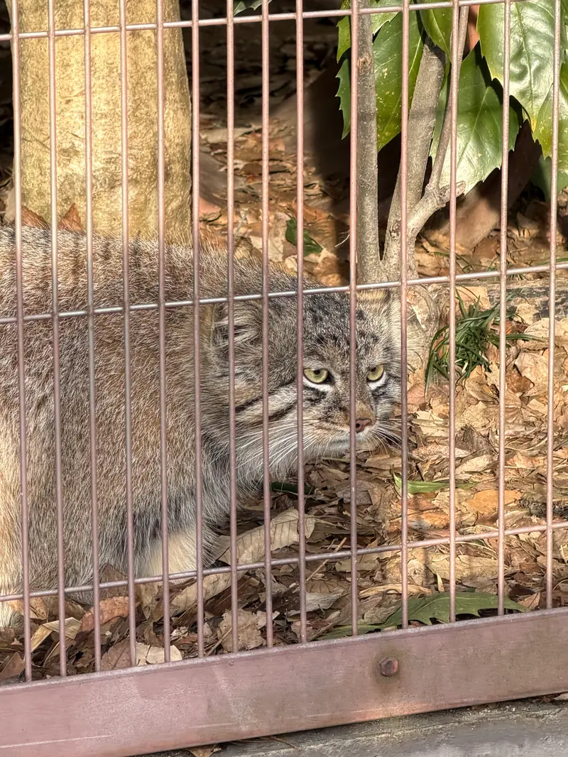 東山動植物園のマヌルネコの写真