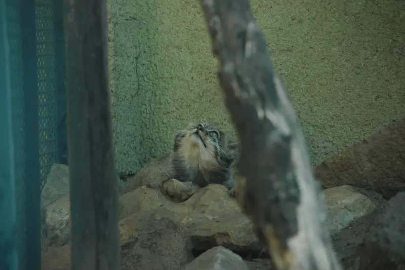 ブダペスト動物園・植物園のボリス Ⅱの写真
