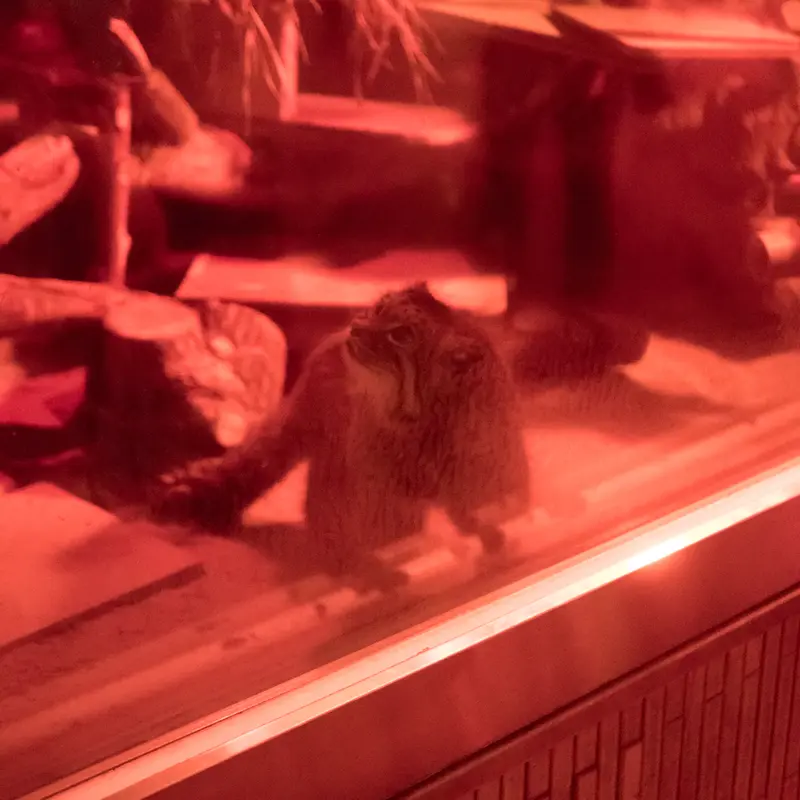 恩賜上野動物園のナイマの写真
