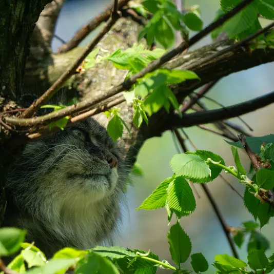 ウッチ動物園のパッツォの写真