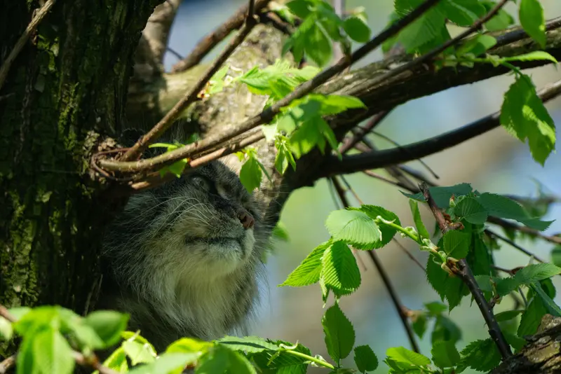 ウッチ動物園のパッツォの写真