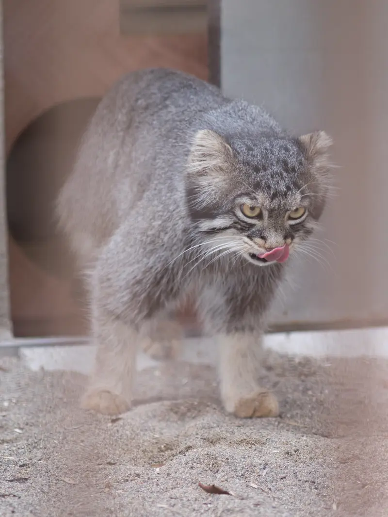 野毛山動物園のフィーガの写真
